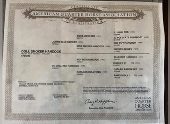 American Quarter Horse, Gelding, 9 years, 16 hh, Roan-Red