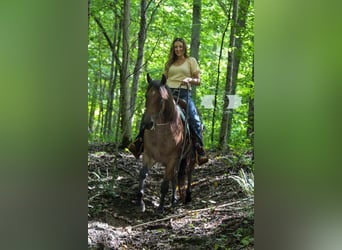 American Quarter Horse, Gelding, 9 years, 16 hh, Roan-Red