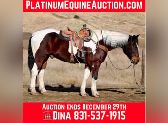 American Quarter Horse, Gelding, 9 years, 16 hh, Tobiano-all-colors