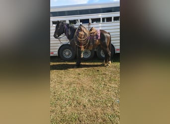 American Quarter Horse, Gelding, 9 years, Bay-Dark