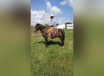 American Quarter Horse, Gelding, 9 years, Bay-Dark