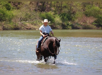 American Quarter Horse, Gelding, 9 years, Bay-Dark