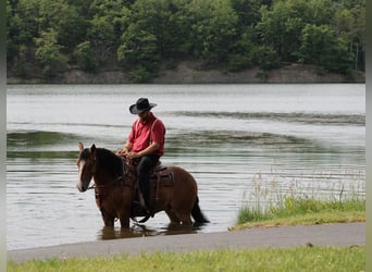 American Quarter Horse, Gelding, 9 years, Bay