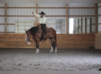 American Quarter Horse, Gelding, 9 years, Bay