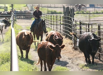 American Quarter Horse, Gelding, 9 years, Bay