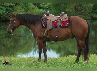 American Quarter Horse, Gelding, 9 years, Bay