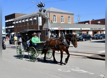 American Quarter Horse Mix, Gelding, 9 years, Bay
