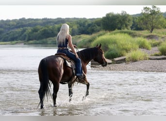 American Quarter Horse, Gelding, 9 years, Black