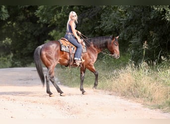 American Quarter Horse, Gelding, 9 years, Black