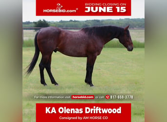 American Quarter Horse, Gelding, 9 years, Black