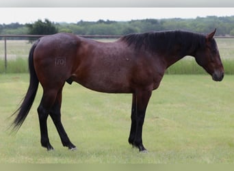 American Quarter Horse, Gelding, 9 years, Black
