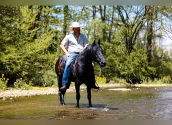 American Quarter Horse, Gelding, 9 years, Black