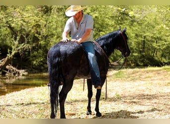 American Quarter Horse, Gelding, 9 years, Black