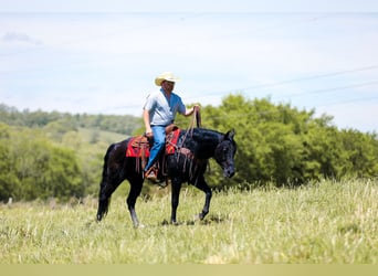 American Quarter Horse, Gelding, 9 years, Black