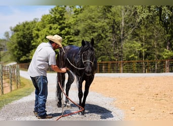 American Quarter Horse, Gelding, 9 years, Black