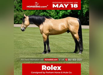 American Quarter Horse, Gelding, 9 years, Buckskin