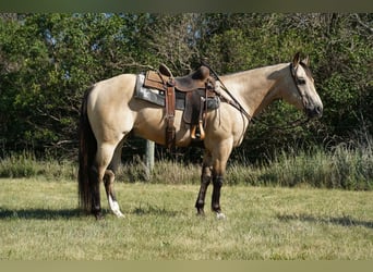 American Quarter Horse, Gelding, 9 years, Buckskin