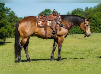 American Quarter Horse, Gelding, 9 years, Buckskin