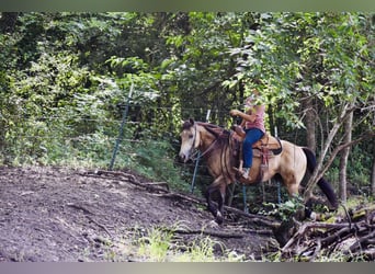 American Quarter Horse, Gelding, 9 years, Buckskin