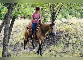 American Quarter Horse, Gelding, 9 years, Buckskin