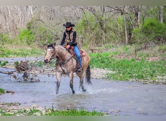 American Quarter Horse, Gelding, 9 years, Buckskin
