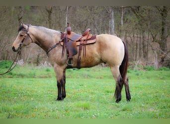 American Quarter Horse, Gelding, 9 years, Buckskin