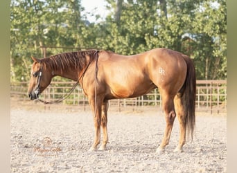 American Quarter Horse, Gelding, 9 years, Chestnut