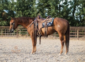 American Quarter Horse, Gelding, 9 years, Chestnut