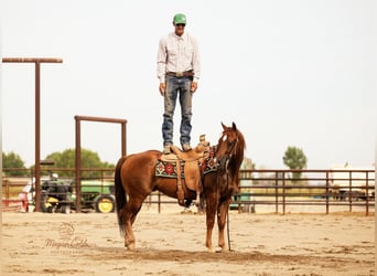 American Quarter Horse, Gelding, 9 years, Chestnut