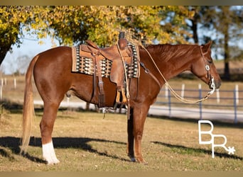 American Quarter Horse, Gelding, 9 years, Chestnut