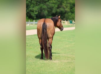 American Quarter Horse, Gelding, 9 years, Dun