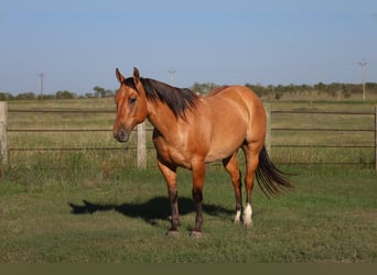 American Quarter Horse, Gelding, 9 years, Dun