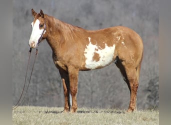 American Quarter Horse, Gelding, 9 years, Dun