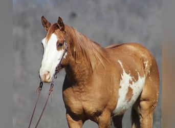 American Quarter Horse, Gelding, 9 years, Dun