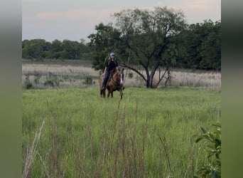American Quarter Horse, Gelding, 9 years, Dunalino