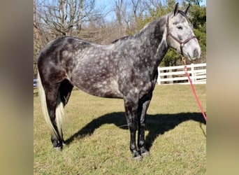 American Quarter Horse, Gelding, 9 years, Gray-Dapple