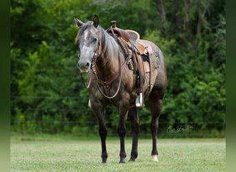 American Quarter Horse, Gelding, 9 years, Gray-Dapple