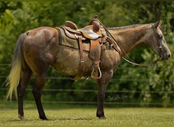 American Quarter Horse, Gelding, 9 years, Gray-Dapple