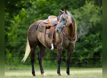 American Quarter Horse, Gelding, 9 years, Gray-Dapple