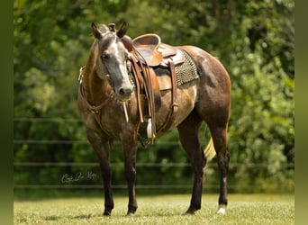 American Quarter Horse, Gelding, 9 years, Gray-Dapple