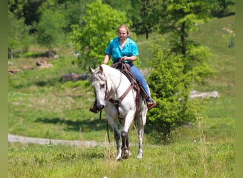 American Quarter Horse, Gelding, 9 years, Gray