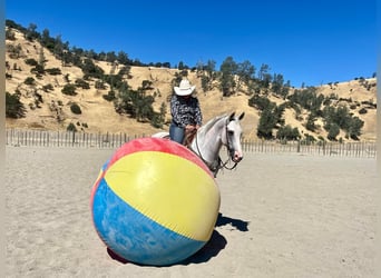 American Quarter Horse, Gelding, 9 years, Gray