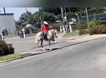 American Quarter Horse, Gelding, 9 years, Gray