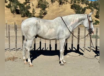 American Quarter Horse, Gelding, 9 years, Gray