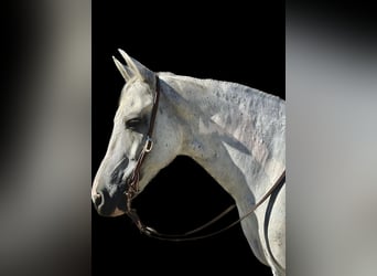 American Quarter Horse, Gelding, 9 years, Gray