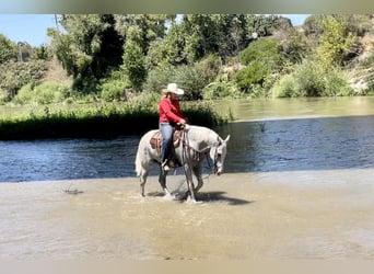 American Quarter Horse, Gelding, 9 years, Gray