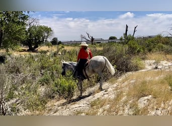 American Quarter Horse, Gelding, 9 years, Gray