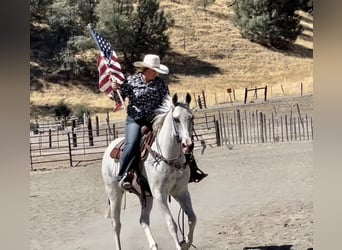 American Quarter Horse, Gelding, 9 years, Gray