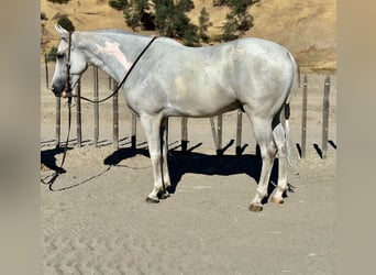 American Quarter Horse, Gelding, 9 years, Gray