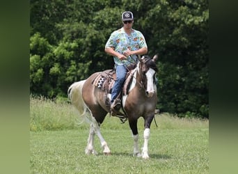 American Quarter Horse, Gelding, 9 years, Grullo